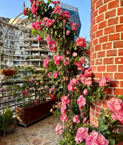 阳台大花有哪些 阳台大花有哪些