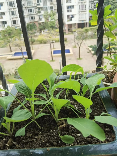 窗台种植芥菜怎么种植的 窗台种植芥菜怎么种植的