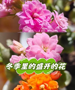 冬季时花有哪些 冬季时花有哪些
