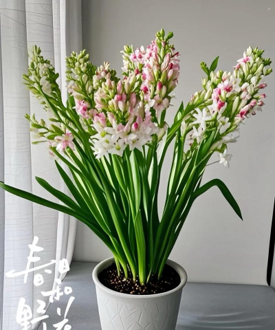 晚香玉花期是什么时候 晚香玉花期是什么时候