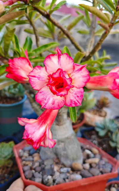 花沙漠玫瑰是什么花 花沙漠玫瑰是什么花