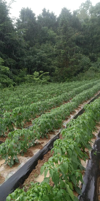 南方6一7月份能种辣椒吗 南方6一7月份能种辣椒吗