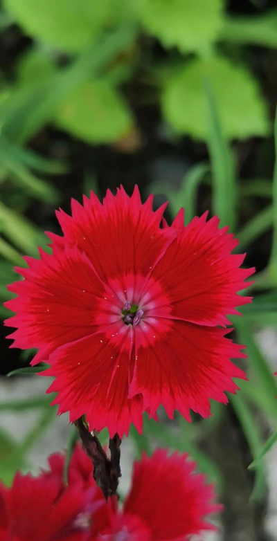 石竹一年开几次花 石竹一年开几次花