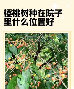 樱桃核可以种出樱桃树吗 樱桃核可以种出樱桃树吗