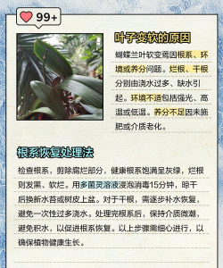 蝴蝶兰叶子褶皱变软怎么办 蝴蝶兰叶子褶皱变软怎么办