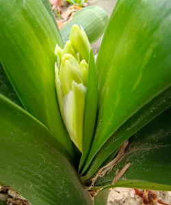 长寿君子兰...秋天加点它,叶子肥的直流油,花苞开的止不住! 长寿君子兰...秋天加点它,叶子肥的直流油,花苞开的止不住!