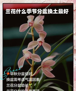 什么季节可以给花换土 什么季节可以给花换土
