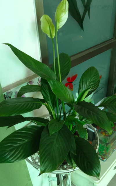 红掌白掌被他养变异了,花开巴掌大,油亮像打蜡! 红掌白掌被他养变异了,花开巴掌大,油亮像打蜡!