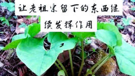 怎么种植细辛 怎么种植细辛