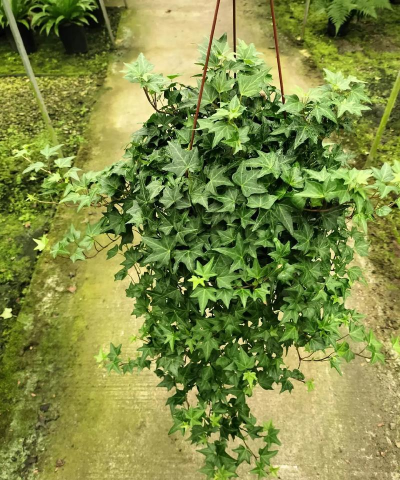 常青藤什么季节种 常青藤什么季节种