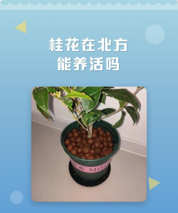 桂花好养活吗 桂花好养活吗