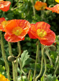 虞美人什么花 虞美人什么花