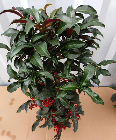 富贵树的叶子像什么 富贵树的叶子像什么