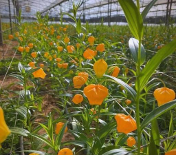 宫灯百合的养殖方法和注意事项 宫灯百合的养殖方法和注意事项