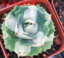 雷神的养殖方法 雷神的养殖方法