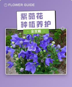 怎么种植紫苑 怎么种植紫苑