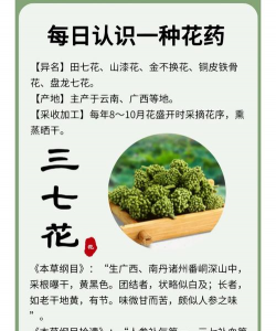 三七花的养殖方法和注意事项 三七花的养殖方法和注意事项