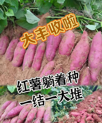 怎么种植木薯 怎么种植木薯