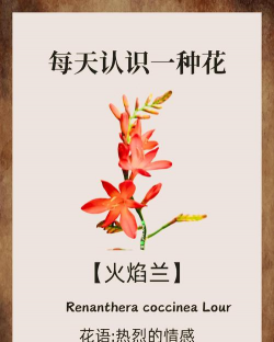 火焰兰的花语及象征意义 火焰兰的花语及象征意义