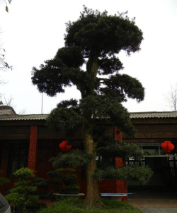 罗汉松和金钱松的区别 罗汉松和金钱松的区别