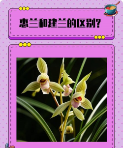 建兰和惠兰的区别 建兰和惠兰的区别