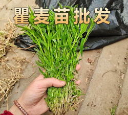 怎么种植瞿麦 怎么种植瞿麦