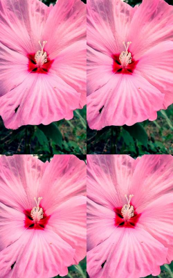 哪些花有大花瓣 哪些花有大花瓣