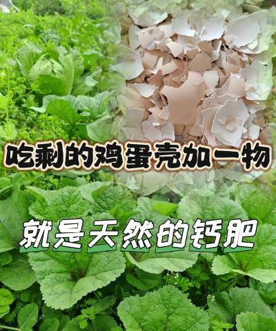 蛋壳怎么种植 蛋壳怎么种植