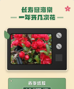 长寿海棠一年开几次 长寿海棠一年开几次