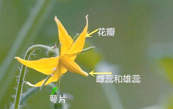 番茄花有哪些部位 番茄花有哪些部位