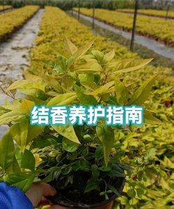 结香冬天养殖的禁忌 结香冬天养殖的禁忌