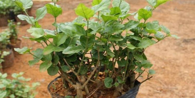 铁茉莉的养殖方法 铁茉莉的养殖方法