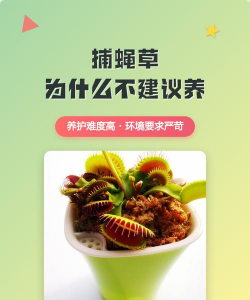 养捕蝇草为什么 养捕蝇草为什么