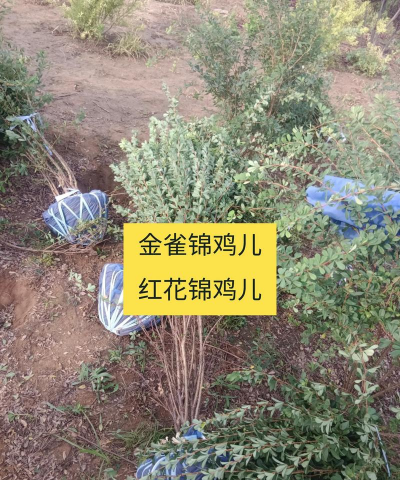 锦鸡怎么种植 锦鸡怎么种植