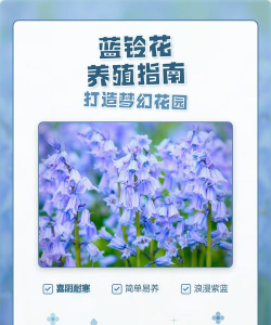 蓝铃花的养殖方法和注意事项 蓝铃花的养殖方法和注意事项