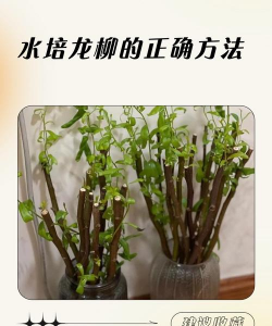 垂柳的养殖方法和注意事项 垂柳的养殖方法和注意事项