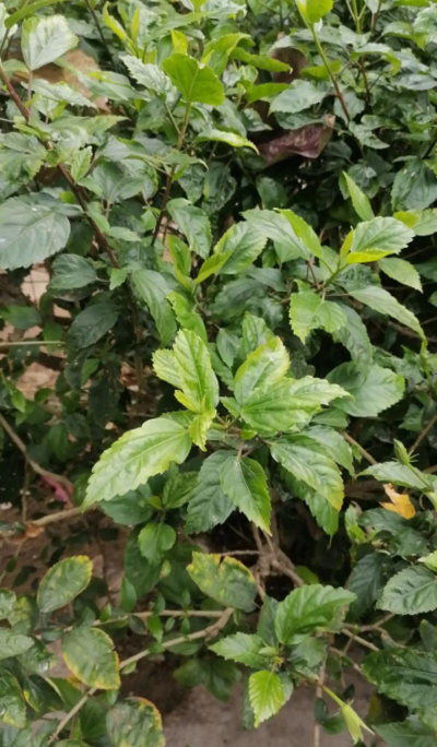 木槿叶子为什么会卷曲 木槿叶子为什么会卷曲