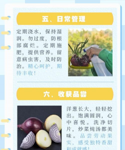 洋葱怎么种,洋葱什么时候种植 洋葱怎么种,洋葱什么时候种植