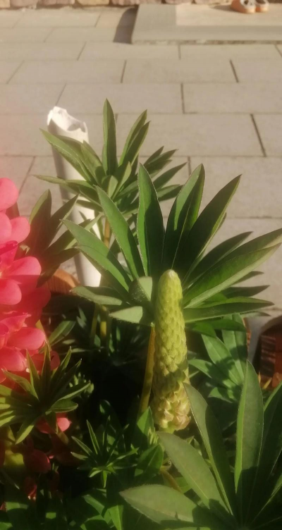 有哪些花没有见过 有哪些花没有见过