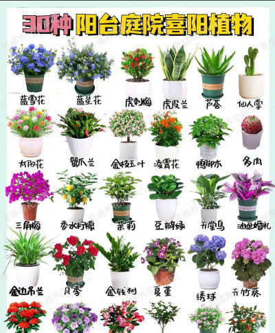 植物有哪些花好看 植物有哪些花好看