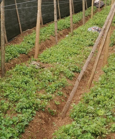 怎么种植白蔹 怎么种植白蔹