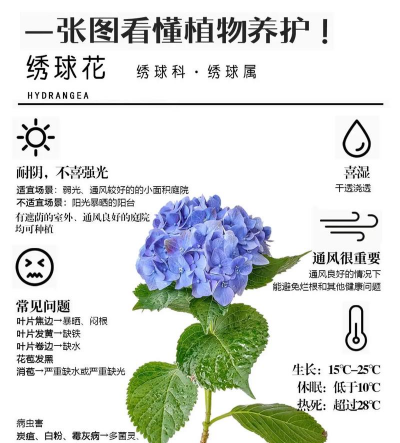 绣球鲜切花怎么养 绣球鲜切花怎么养