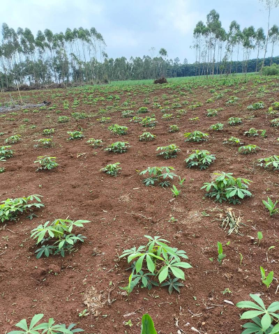 自家种植木薯怎么种植的 自家种植木薯怎么种植的