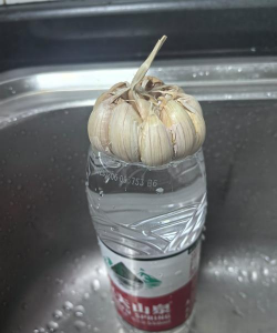 水培蒜为什么不发芽 水培蒜为什么不发芽