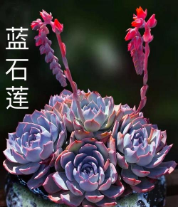 蓝石莲春天怎么养 蓝石莲春天怎么养