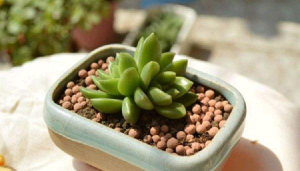 青丽怎么养 青丽怎么养