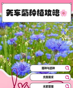 矢车菊春天怎么养 矢车菊春天怎么养