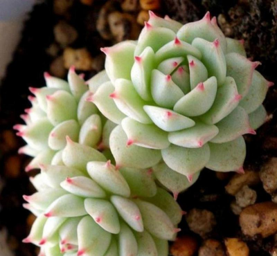 静夜如何养 静夜如何养