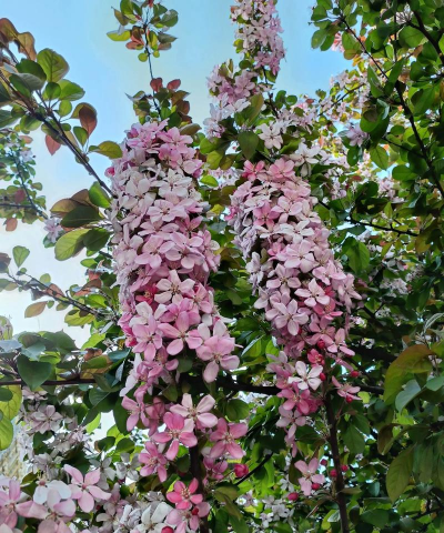 暮春的花有哪些 暮春的花有哪些