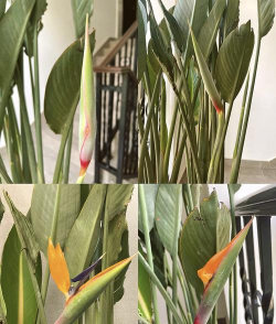 鹤望兰冬季怎么养护 鹤望兰冬季怎么养护